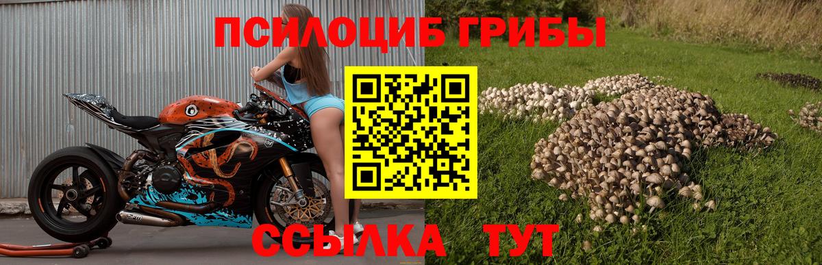 Псилоцибиновые грибы MAGIC MUSHROOMS  Вход с VPN  Петропавловск-Камчатский 